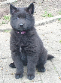 Basima de Geracao nova